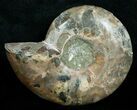Beautiful Desmoceras Ammonite (Half) - #5222-2